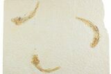 Limestone with Three Fossil Fish (Knightia) - Wyoming #369527-1